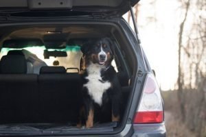 How To Clean Pet Hair From A Car